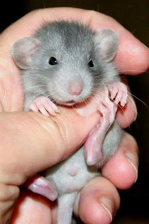 Baby rat