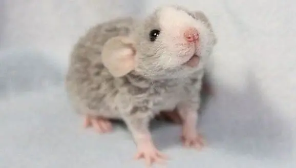 Baby dumbo-rex rat