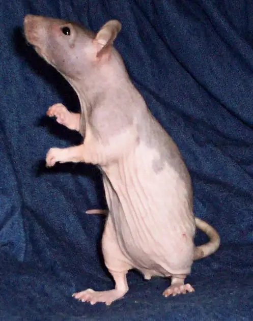 Hairless rats