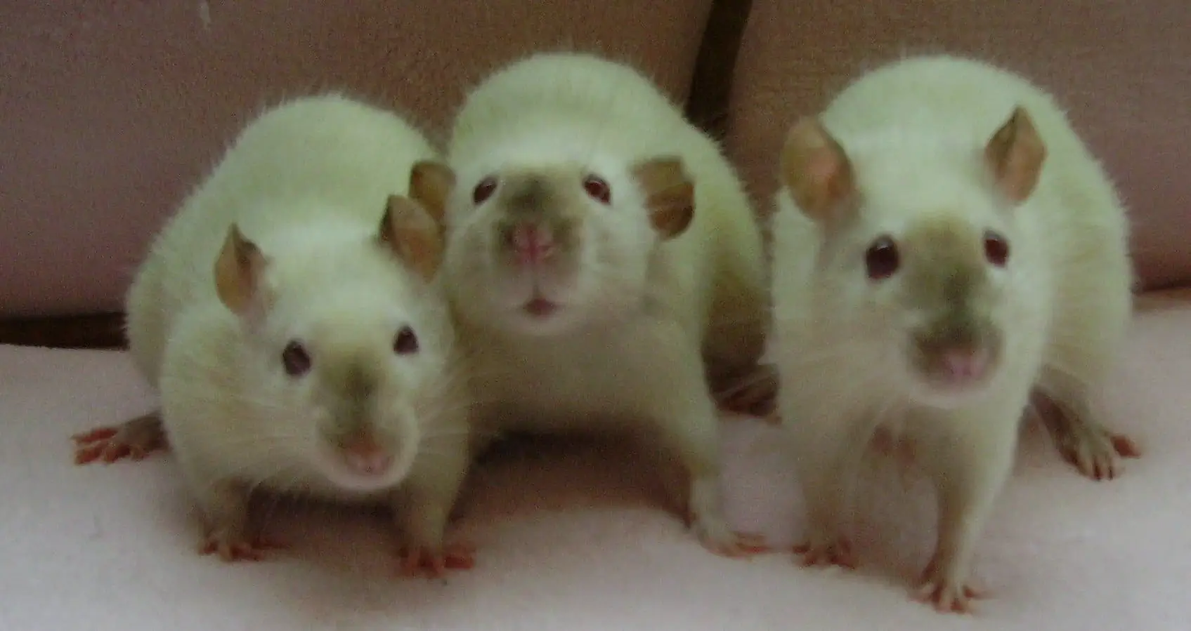 Siamese rats